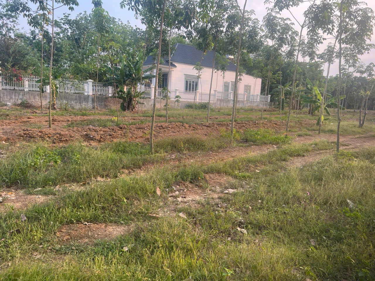 CHỦ GỬI BÁN GẤP LÔ ĐẤT TẠI TÂN LỢI GIÁ 320TR, BÁN LỖ DO CẦN TIỀN GẤP - Ảnh chính
